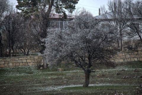 Çiçek Açmış Ağaç