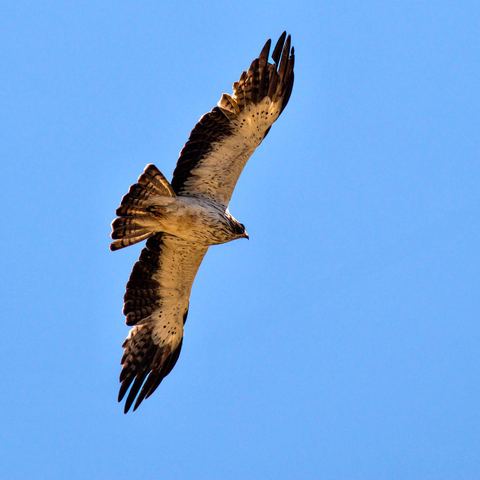 Küçük Kartal